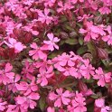 Silene pendula 'Celina' fleur